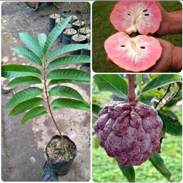 [Bisa COD] Bibit Srikaya Jumbo Okulasi Tanaman Buah Srikaya Merah