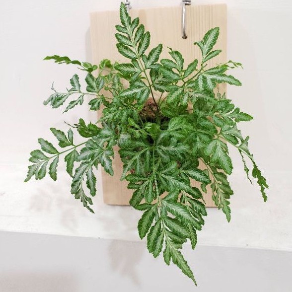 Wall of fame - Pteris Cretica Fern Variegated