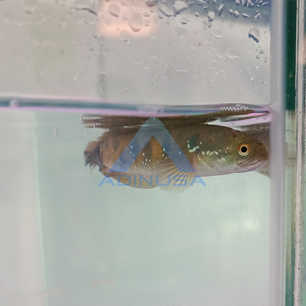 IKAN CHANNA ASIATICA RS RED STRIPE SPOT AQUARIUM AQUASCAPE