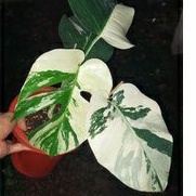 monstera white tiger / monvar ekonomis / monstera variegata / monthai