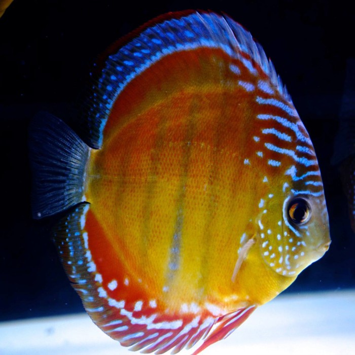 Ikan Discus Red Alenquer 3 inch