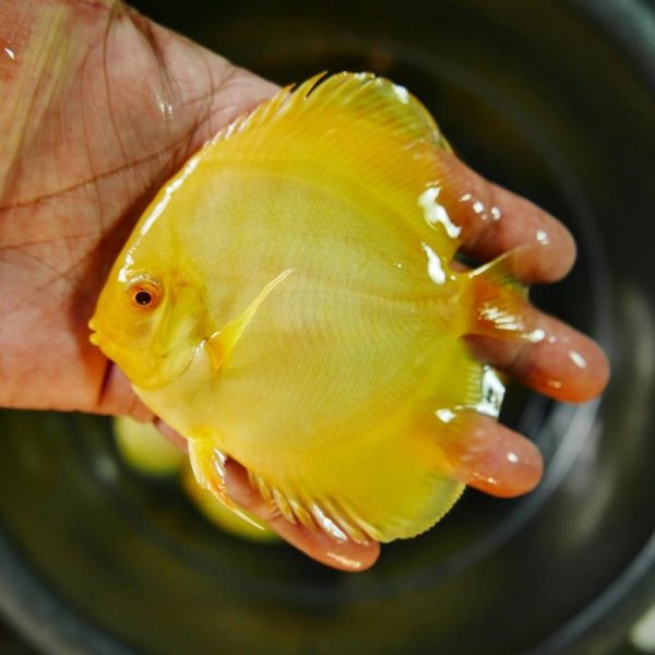 Ikan Discus Golden Albino Milenium Ukuran 3 Inch