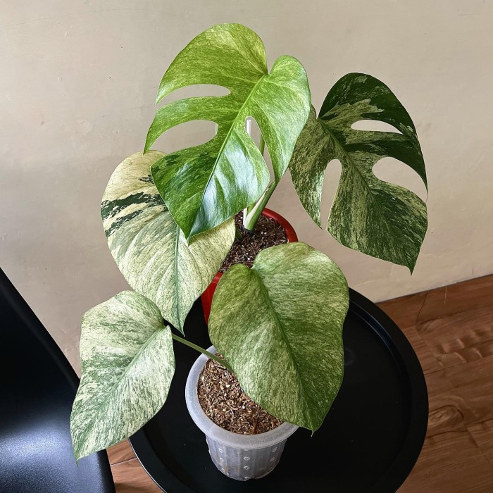 Bibit Bonggol monstera mint variegata