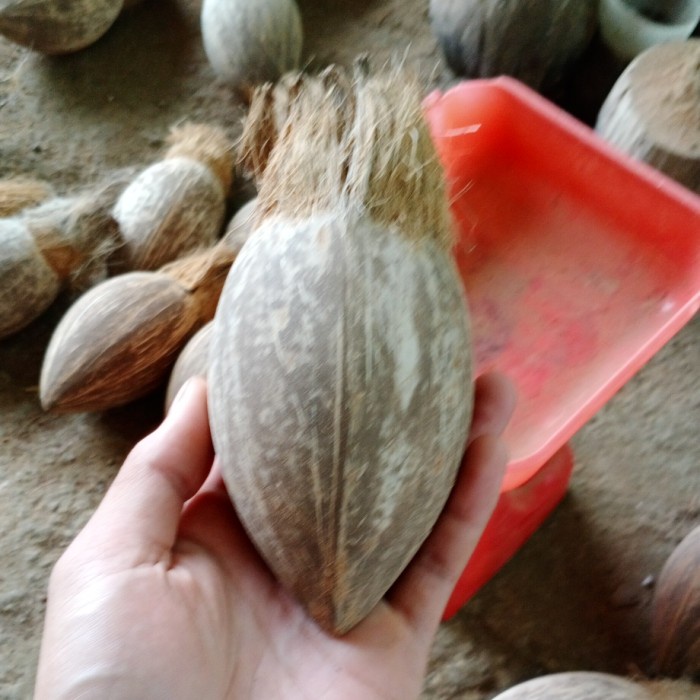 bahan bonsai kelapa minion