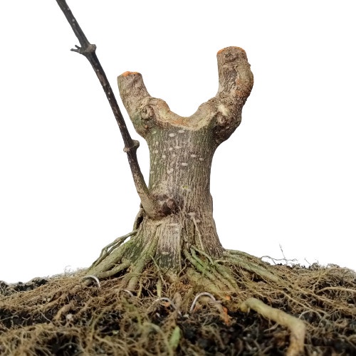 Bonsai anting putri program akar size mame small