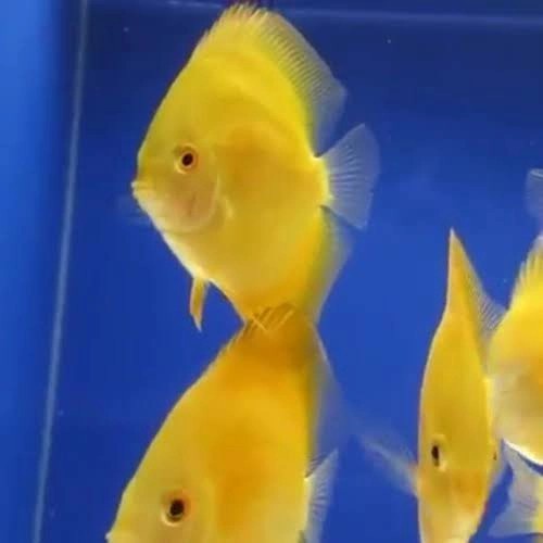 Ikan Hias Discus Yellow Golden Good Quality Size 3"