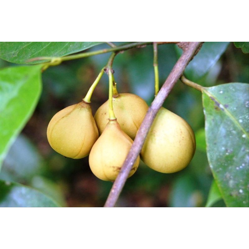 

Buah Pala Segar 500gram Buah Pala Muda Segar Langsung Petik
