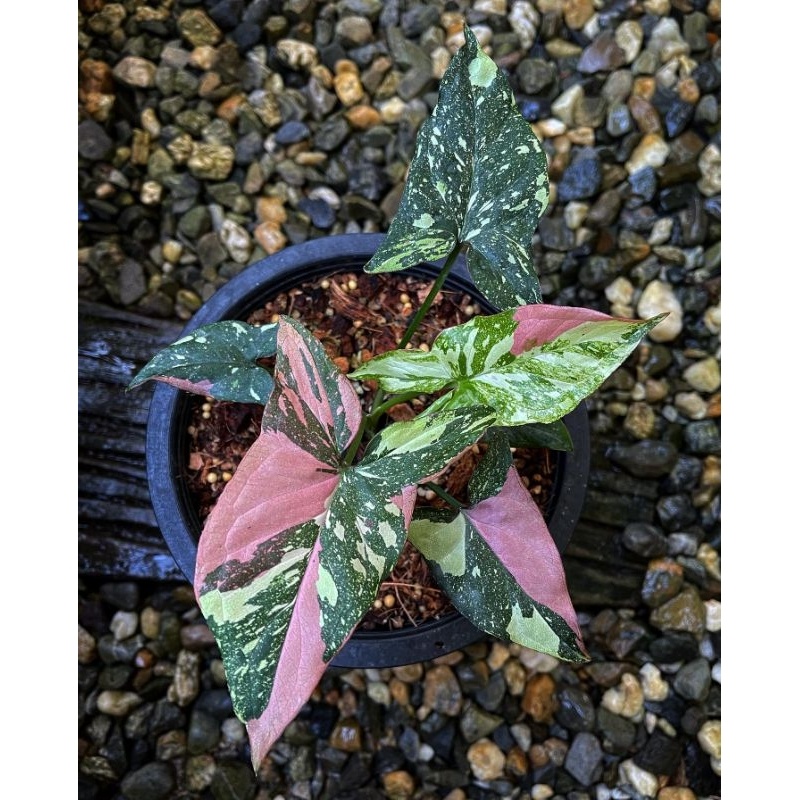 Tanaman bunga Syngonium Tricolor 3-4 daunan / singonium red spot tree colour / sengonium tri color k