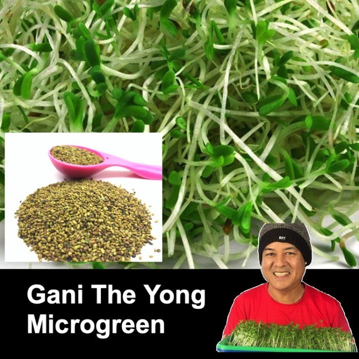 Benih Alfalfa sprout/microgreens 10gr