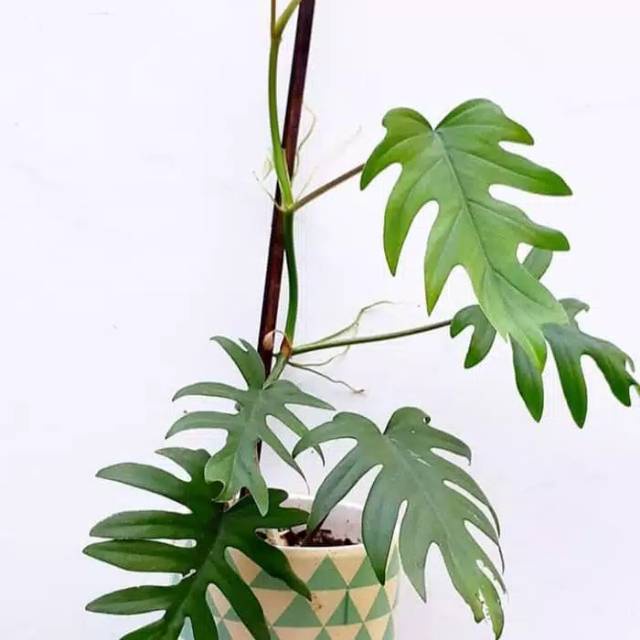 PROMO Tanaman hias philo mayoi -aglonema indukan rimbun -tanaman bunga hias hidup unik murah -tanama