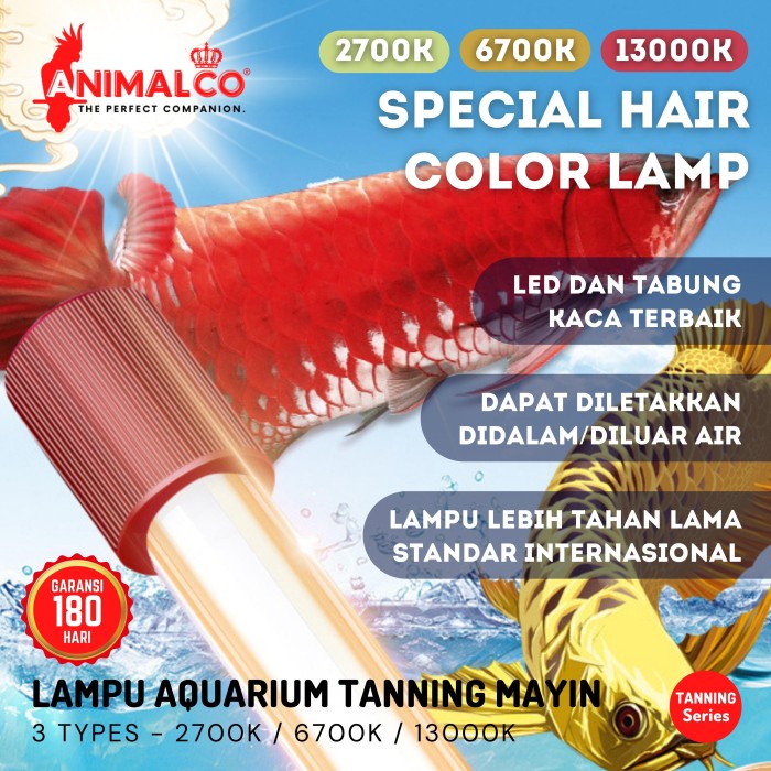 LAMPU TANING CELUP ARWANA MAYIN INTERNATIONAL TANNING LAMP IKAN AROWANA 6700K - 13000K - 2700K