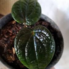 Bibit Tanaman Pohon Suruh Hitam - Sirih Hitam Super Unggul