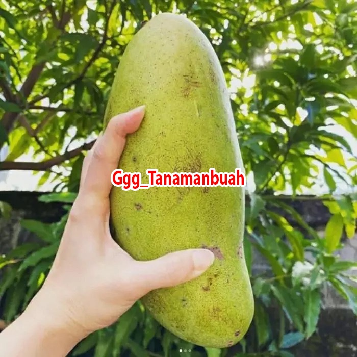 Bibit Mangga Golek super hasil okulasi