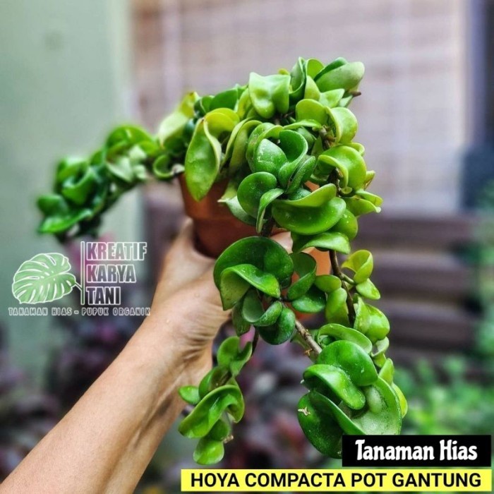 Hoya Compacta - Tanaman hias pot gantung Hoya Compacta / Tanaman hias murah
