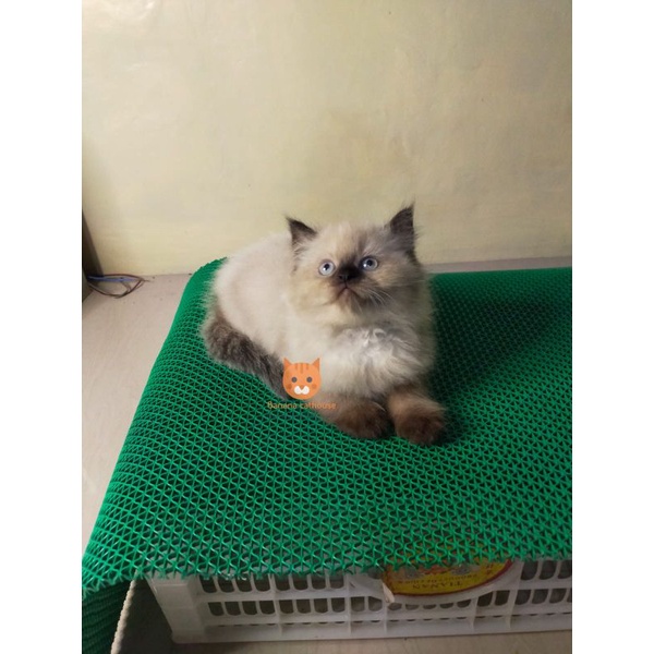 kucing Himalaya lucu