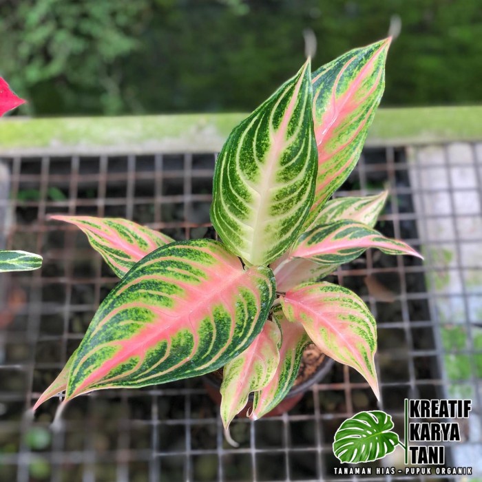 Tanaman hias aglonema pink sunset - Aglonema pink sunset