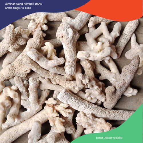 Karang jahe, media filter karang jahe, bahan filter karang jahe, batu karang jahe, ginger coral, jah