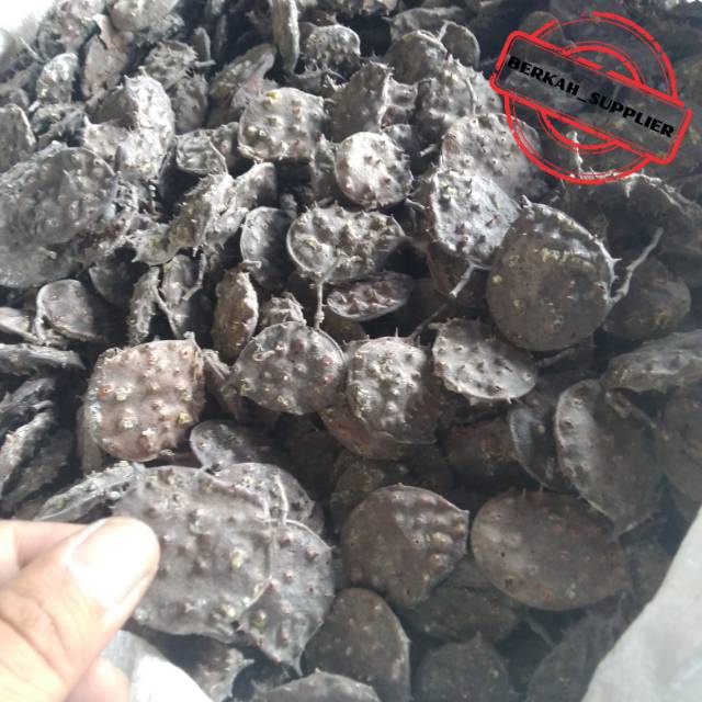 

Herbal Seprantu Kering 500gr / Separantu / Saparantu