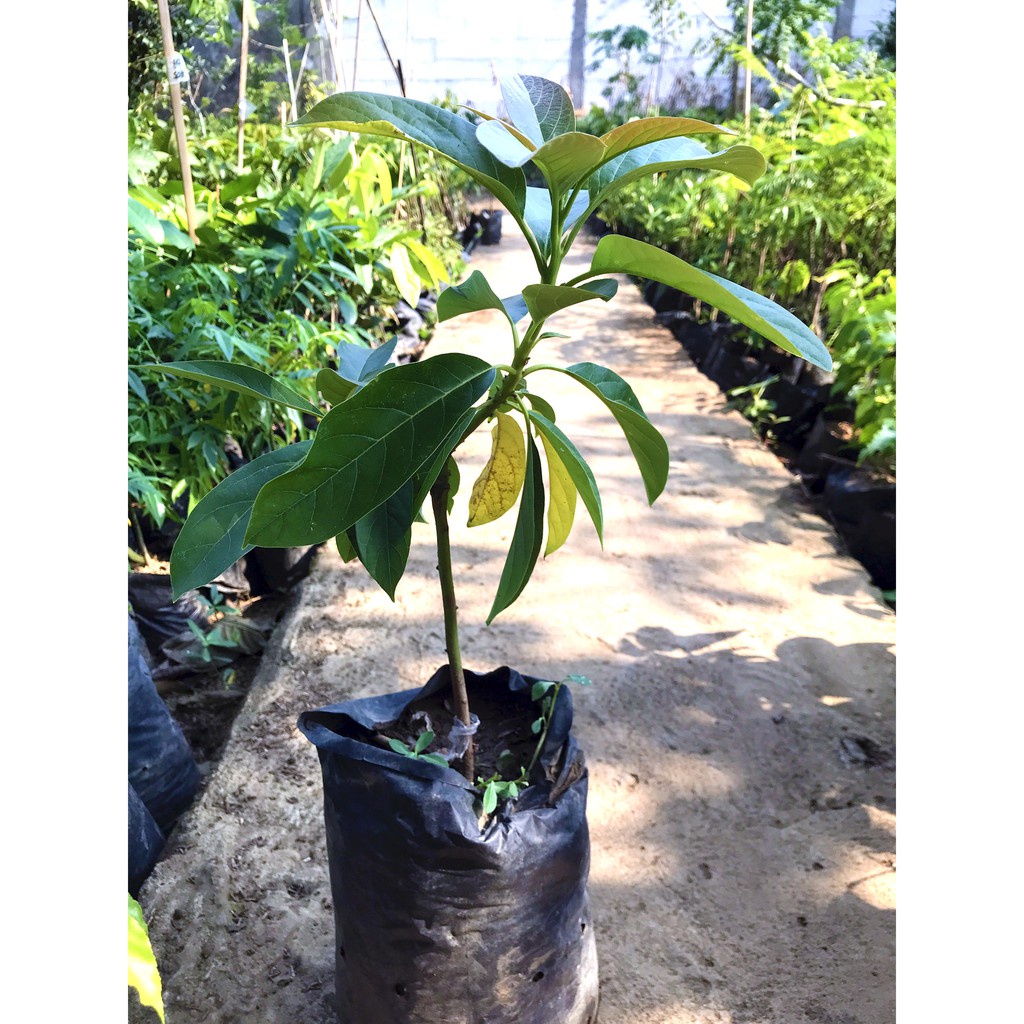 Bibit Alpukat Subang/Kelud Panjang Besar Buah Alpukat Jumbo Super