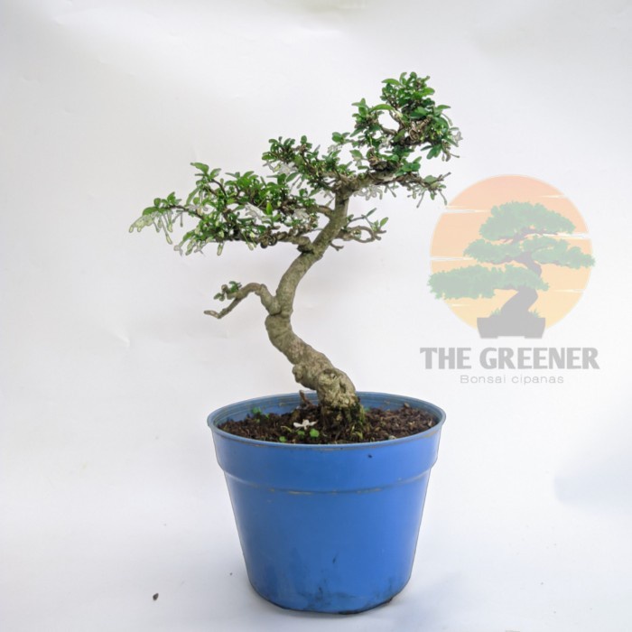 BONSAI ANPUT ANTING PUTRI MIKRO SMALL