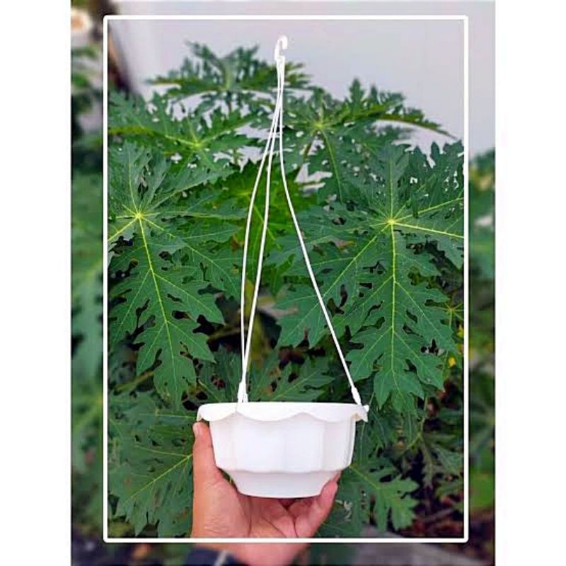 1 PAKET BUNGA KEMUNING + POT GANTUNG TALI / Bunga juntai / daun juntai bahan plastik - daun sulur julur shabb / Bunga juntai pot gantung / Daun gantung / Bunga gantung