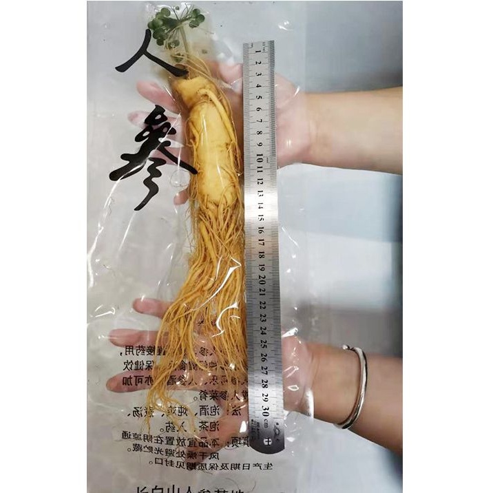 

Ginseng Fresh/Ginseng Segar/ 100G HIDUP