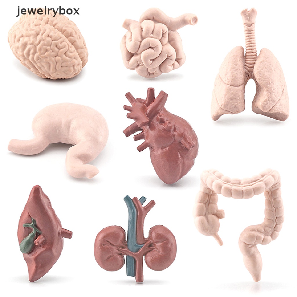 [jewelrybox] 1set Mini Organ Manusia Model Simulasi Sains Otak Jantung Patung Ornamen Butik