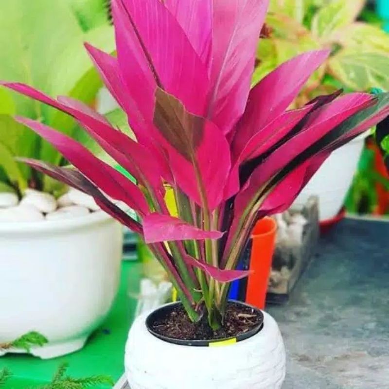 Promo!! Tanaman Hias Andong Merah -aglonema indukan rimbun -tanaman bunga hias hidup unik murah -tan