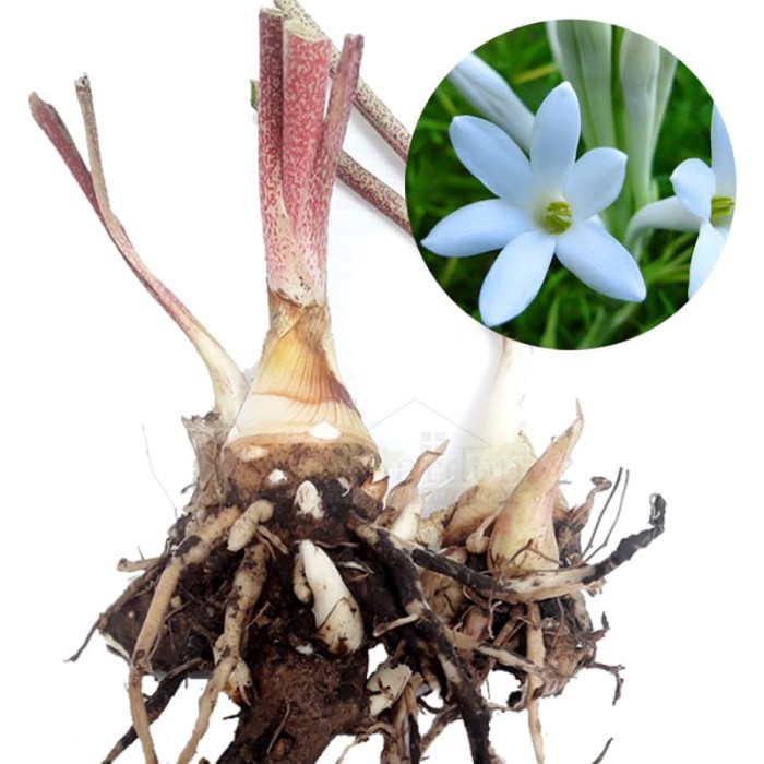 Kokedama - Bunga Sedap Malam