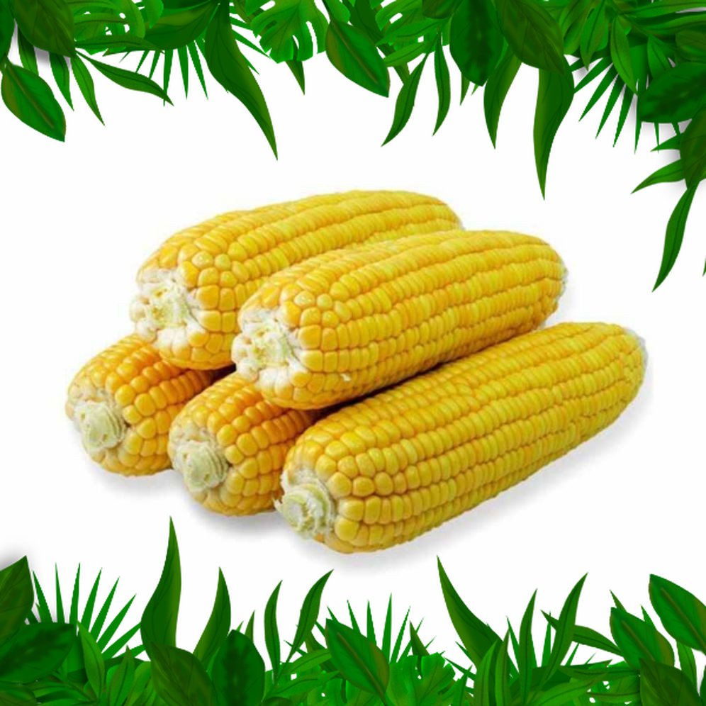

SAYURAN FRESH NUSANTARA - JAGUNG MANIS 1PCS
