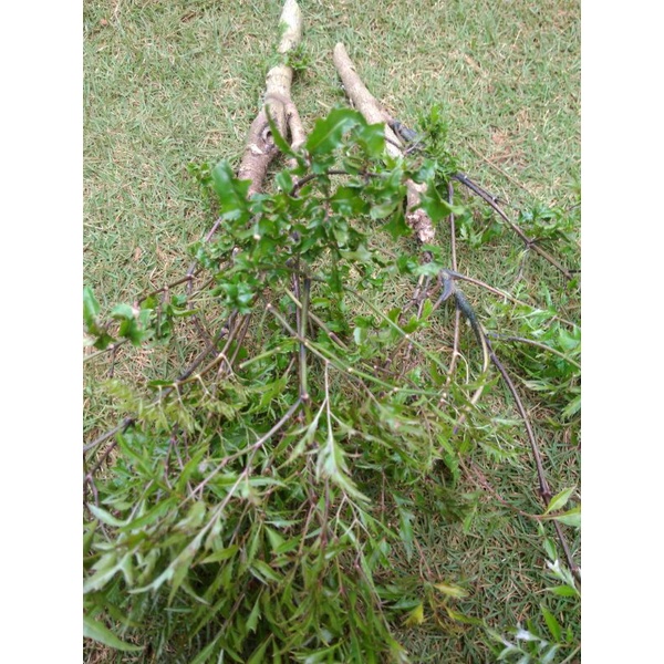 

Bibit stek batang daun berlangkas/daun imba