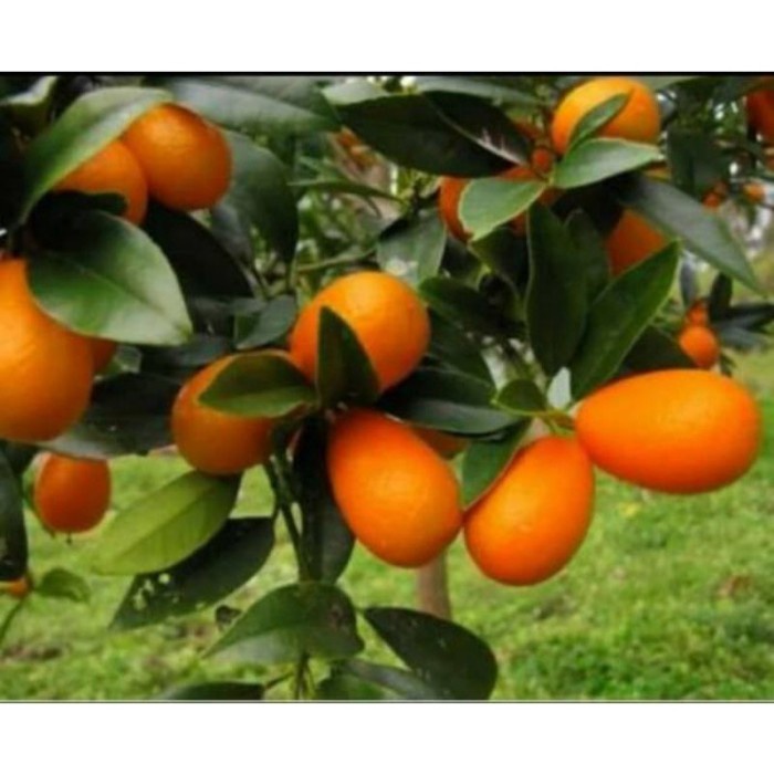 Pohon jeruk nagami manis. Bibit jeruk nagami SUDAH rimbun. KODE 01