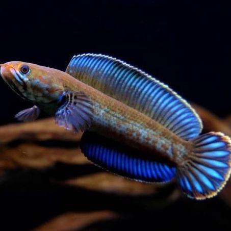 Murah KHR100 ikan chana andrao baby/anakan/full pelet KHR