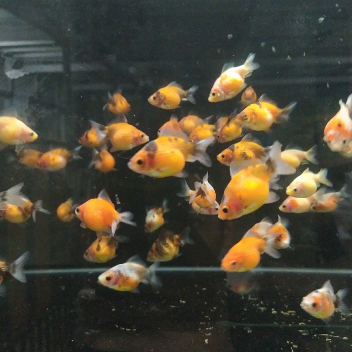 Ikan Koki Mutiara Uk 3cm Kecil Penghias Aquarium Aquascape Gojek Only