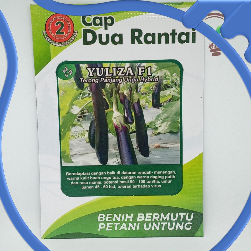 benih terong Yuliza F1 benih terong 50 Benih Terong putih kania F1 bibit tanaman sayuran terung cap 