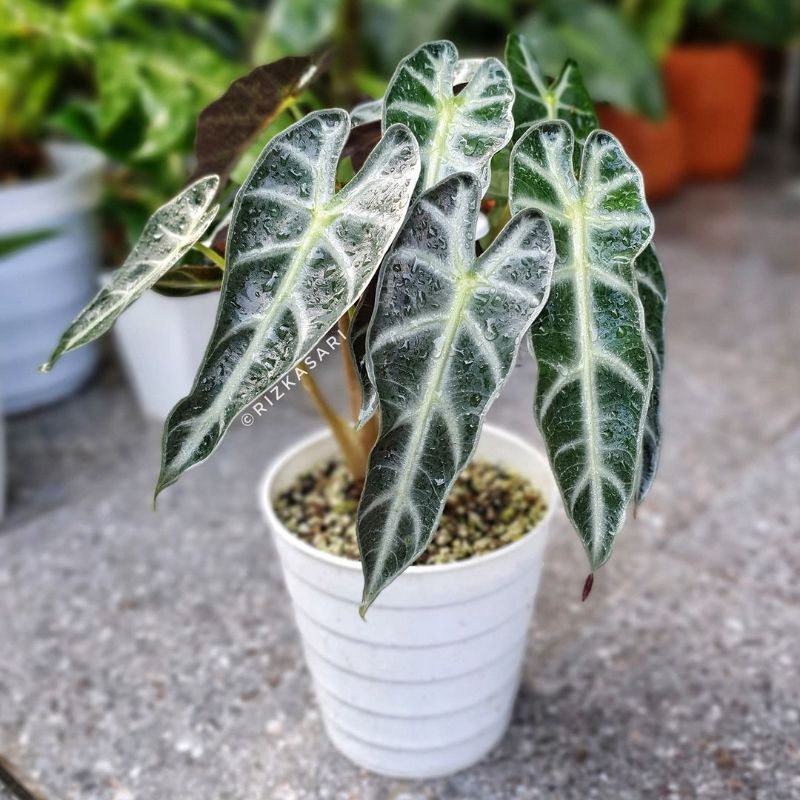 Tanaman hias Alocasia Bambino / keladi babino / BEAUTY.PLANTS