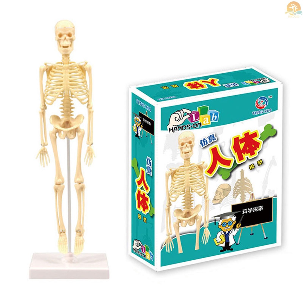 In Stock Organ Model Tubuh Manusia Kit Alat Belajar Rakitan Sederhana Model Anatomi Display Batang Hadiah Edukasi Perlengkapan Mengajar