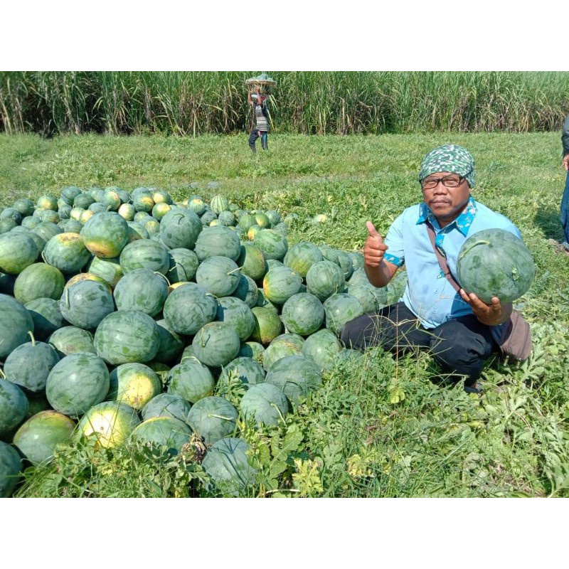 isi 5 butir /Biji benih Semangka Bulat non biji Mahkota Seed Black Jumbo F1 -repack