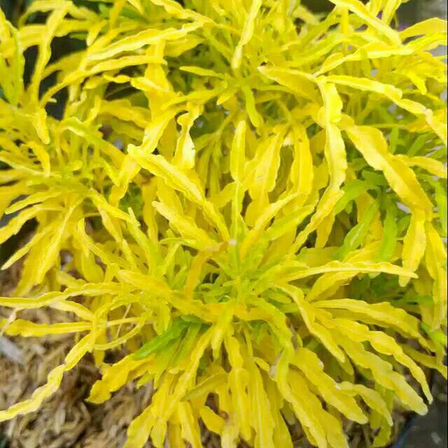 Tanaman hias brokoli kuning / Brokoli kuning hias