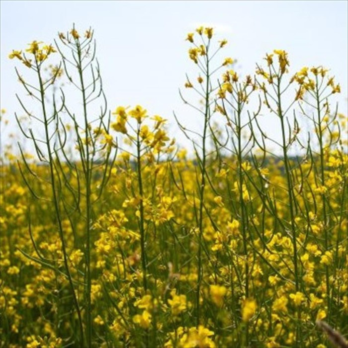 

✨Ready Stok✨ - Canola Oil / Minyak Kanola Lily Flower 5 LTR- 1.2.23