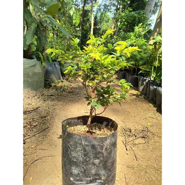 Bibit Tanaman Anggur Brazil Bibit Anggur Pohon Preco Bibit Anggur Pohon tahan dari hama bisa tanam d