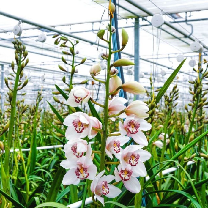 Anggrek cymbidium dewasa putih-anggrek cymbidium-tanaman hias hidup