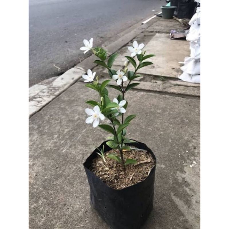 ( TERMURAH) Melati Jasmine - Tanaman Hias Melati Jasmine Bunga Putih - Melati Jasmine Hidup - Bunga 