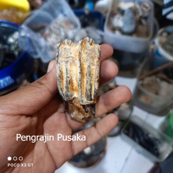 fosil gerham gajah bam gajah ori Paling Murah PP37