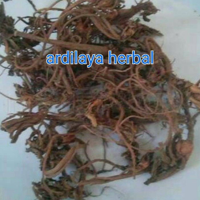

purwoceng-kering 250 gr 100% ASLI