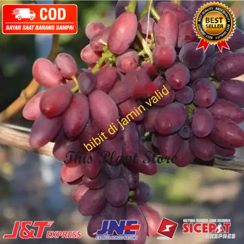 bibit anggur impor taldun batang super besar Valid