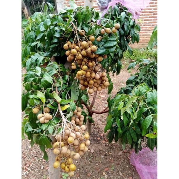 Bibit Kelengkeng new cristal /Lengkeng unggulan okulasi cepat berbuah- gishen bibit