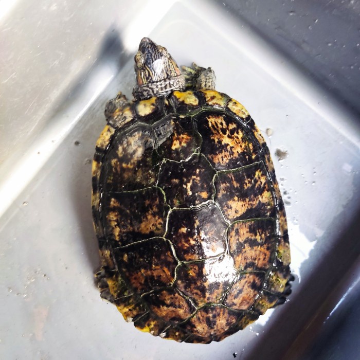 Mainan Indukan Kura Brazil Jantan 2