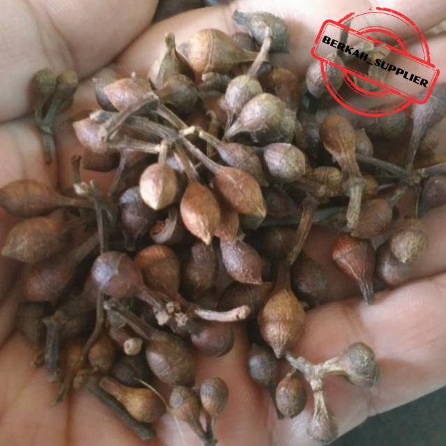 

Ceplikan 500gr / 1kg - Biji Ceplikan - Ceplik Sari