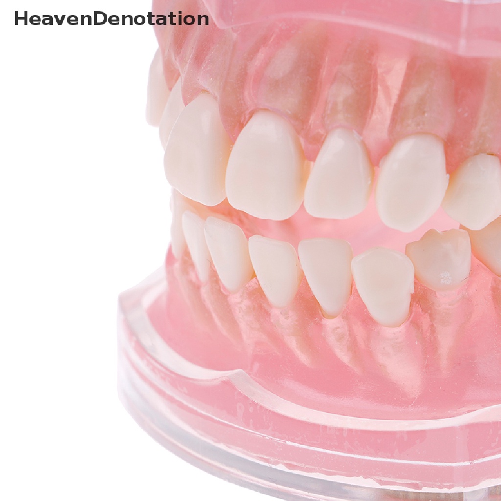 [HeavenDenotation] Plastik typodont orthodontic model Standar4004Dengan 28gigi Lepas HDV